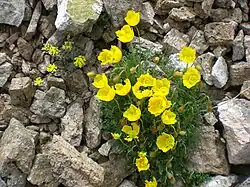 a small plant with four-petaled yellow flowers and finely cut leaves grows among pebbles
