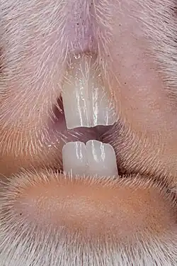 Guinea pig mouth with prominent teeth