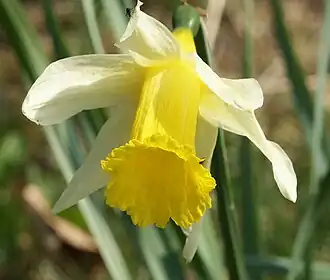 Narcissus pseudonarcissus, or Daffodil