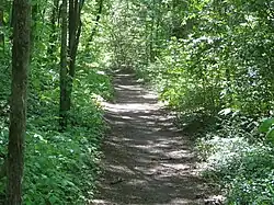Natural trails through a forest