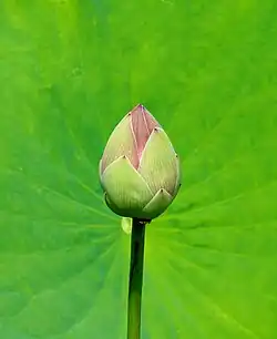 Developing bud