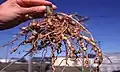 Root-knot galls caused by the nematode Meloidogyne