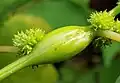 False nettle stem gall caused by gall midge Neolasioptera boehmeriae (Cecidomyiidae)