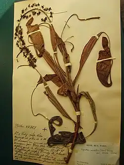Specimen of the tropical pitcher plant (Nepenthes mirabilis) from Southeast Asia, one of 7.5 million plants in the Herbier National