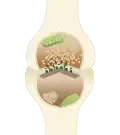 A typical central nervous system synapse