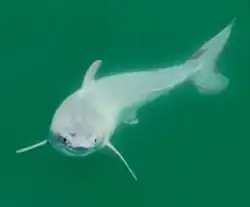 A small pale white shark