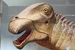 Head model