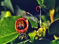 A puss moth (Cerura vinula) caterpillar displaying its two flagella on its tail and red patches on its head. If the threat does not retreat, the caterpillar can spray formic acid from its flagella.