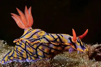 Hypselodoris nigrostriata