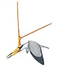 Nyctosaurus gracilis