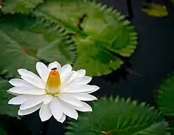 A white flower and green leaves floating on the top of water.