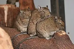 Three brown degus