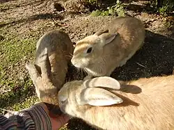 Three rabbits being fed by hand