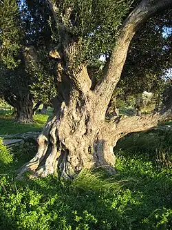 Karystos, Euboea, Greece