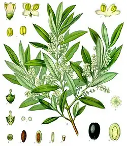 drawing of a branch, flowers, seeds and fruit of the olive tree