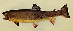 Colored drawing of Yellowstone cutthroat trout from 1904 book