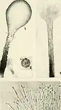Asexual synnema of the pathogenic fungus Ophiostoma ulmi can overwinter in bark and wood, and can be spread by beetle vectors.