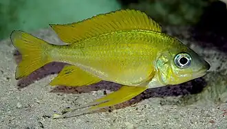 Ectodini (E): Ophthalmotilapia nasuta (male) is sexually dimorphic, males being more colorful with longer fins and nose[56]