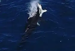 Aerial view of an orca holding a small white shark