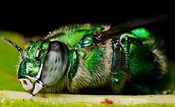 Orchid bees such as Euglossa viridissima collect aromatic compounds on their hind legs as they pollinate neotropical orchids.[40][41]