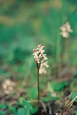 Orchis rotundifolia (Orchis à feuille ronde; small round-leaved orchid), Mc Donald River bank[29]