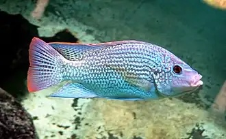 Tilapiini: Oreochromis tanganicae is one of the most common coastal species found in local fish markets[63]