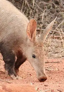 Front feet