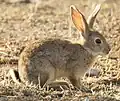 Brown rabbit