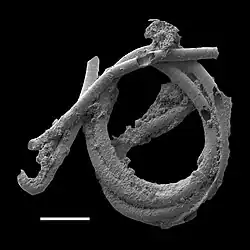 Cyanobacterial remains of an annulated tubular microfossil Oscillatoriopsis longa [188] Scale bar: 100 μm
