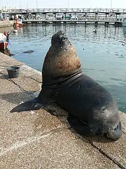 In The Punta Del Este Port