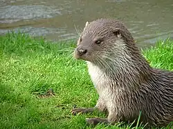 The Eurasian otter is uplisted to near-threatened, thanks to sanitizing rivers, harmful pesticides being banned and reintroductions to their environment.