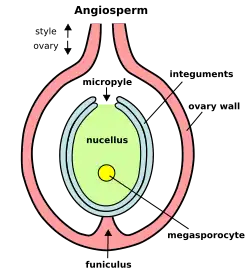 Diagram of angiosperm ovule