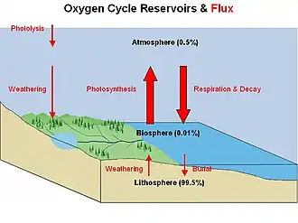 Oxygen cycle