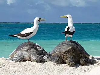 Green sea turtles and masked boobies