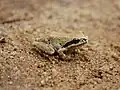 A light green and tan colored frog with a black stripe extending from its nose, across its eye, to its shoulder, set in light brown sand