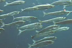 A school of small, slim-bodied, silvery fish