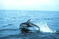 Pacific white-sided dolphin