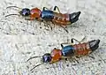 Paederus littoralis also known as Charlie ants