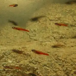 Smallest: e.g. Paedocypris progenetica
