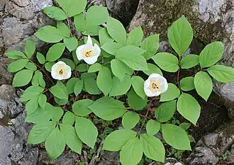 Paeonia obovata subsp. japonica