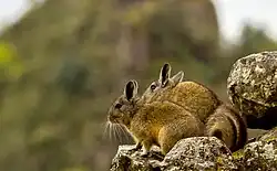 Two small wild rodents (chinchilla) perched on rocks at Machu Picchu.