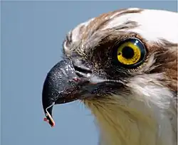 American osprey with scraps of fish on its beak
