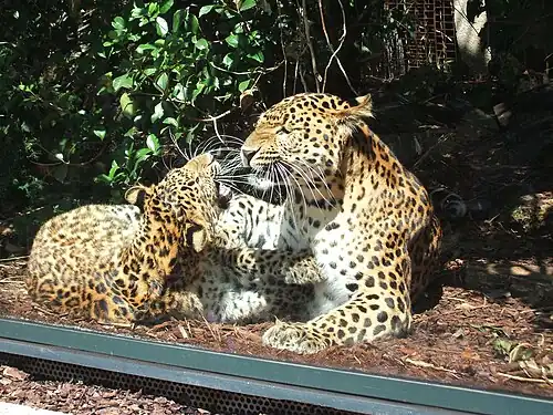 Amur leopards in the Menagerie