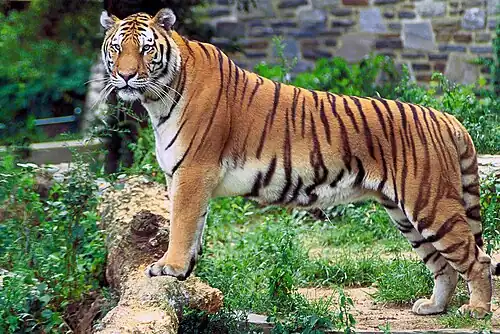Photograph of a Bengal Tiger