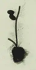 Electron micrograph of the protist Paraphysomonas butcheri. It illustrates the stramenopile property of having stiff hairs. The hairs attach to one longer flagellum, the other is without hairs. The body is coated with delicate scales. Paraphysomonas feeds on bacteria, two of which lie near the hairy flagellum.