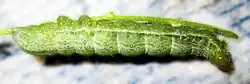 An apparently healthy moth caterpillar feeds, grows, and moults...
