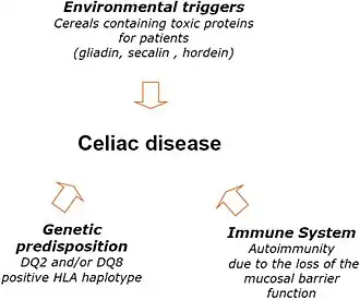 A visual describing the factors involved in developing coeliac disease