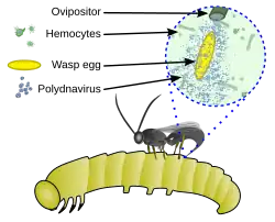 Polydnavirus-wasp mutualism: the virus protects koinobiont wasp eggs and larvae from immune suppression by the host's haemocytes.