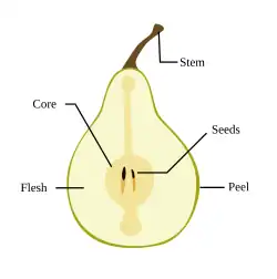 Pear morphology