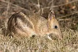 A small orange-colored marsupial facing right.